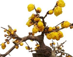 腊梅花怎么养好看(腊梅花种植方法与技巧)