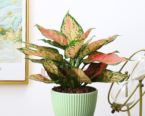 观叶植物花卉有哪些（室内好养的大型绿植推荐）