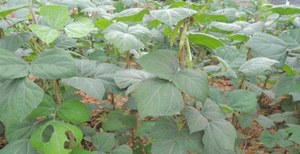 地瓜怎样种植能够高产（地瓜高产种植技巧）