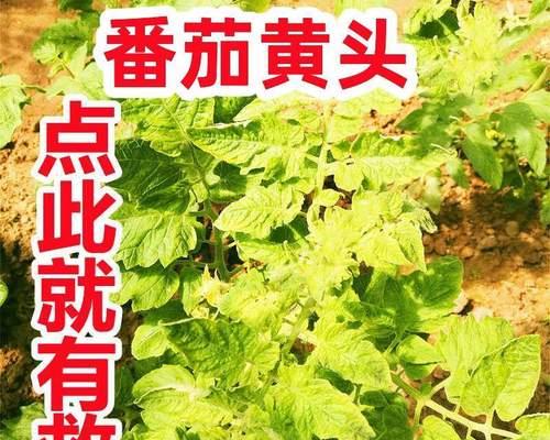 西红柿用什么肥料（西红柿的种植方法步骤）