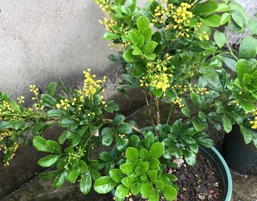 米兰花冬天怎么养（米兰花冬季养护技巧）