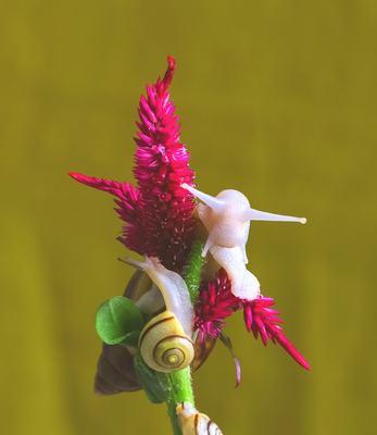 蜗牛的种类有哪些（十大最简单的蜗牛介绍）