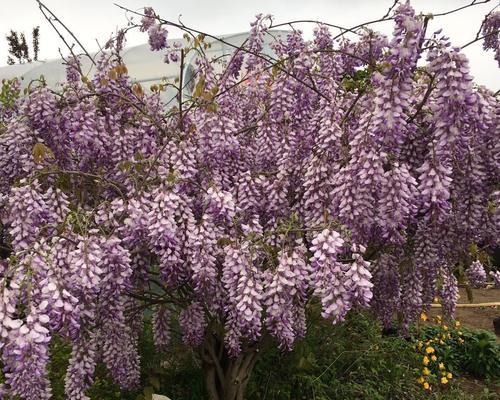 紫藤花怎么种植（紫藤花种植方法与时间）
