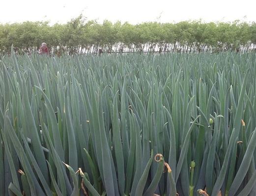 大葱怎样种植才高产（大葱的种植方法与技巧）