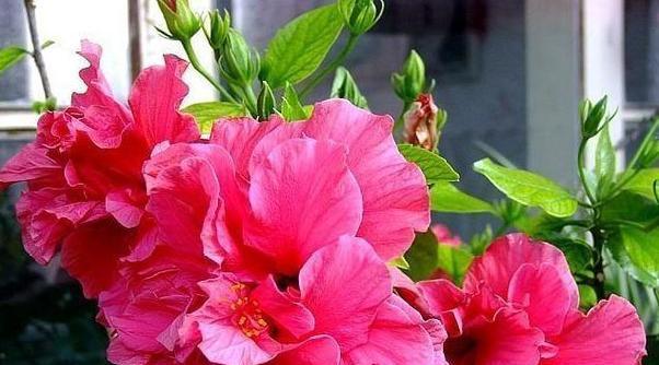 扶桑花夏天怎么养才好（扶桑花的养殖方法和注意事项）