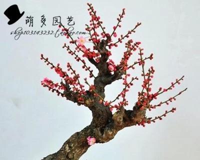 梅花盆景欣赏与制作（梅花盆景的欣赏与制作）