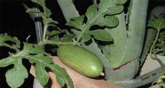 西瓜怎样种植（西瓜栽培技术要点）