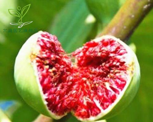 无花果怎么种植方法（无花果栽培与管理技术）