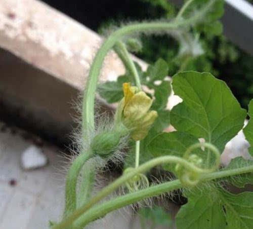 种植西瓜怎样整枝（西瓜整形修剪技术）