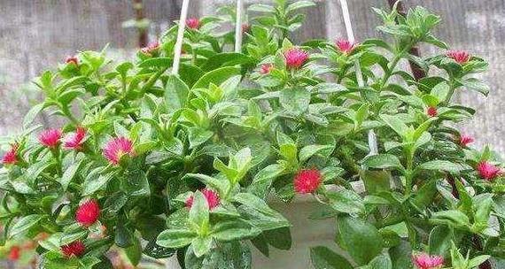 家庭养殖花卉有哪些（适合家庭室内花卉推荐）
