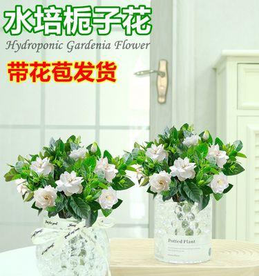 室内植物怎么养护（适合养在室内的植物推荐）