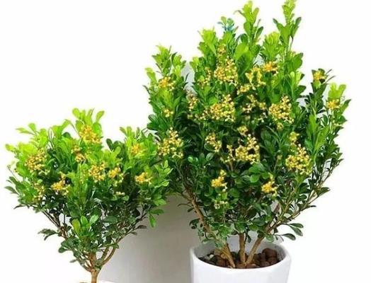 室内植物怎么养护（适合养在室内的植物推荐）