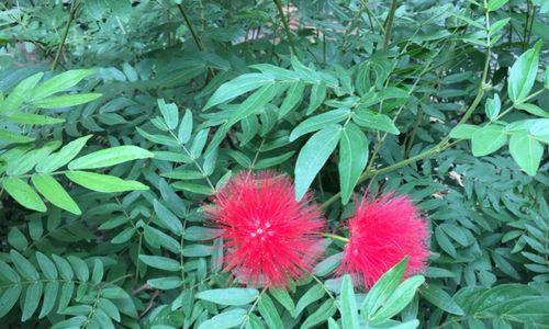 红叶子的花卉有哪些（家里最旺宅的水培植物排名）