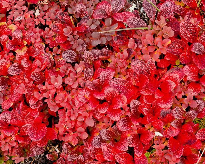 红叶子的花卉有哪些（家里最旺宅的水培植物排名）