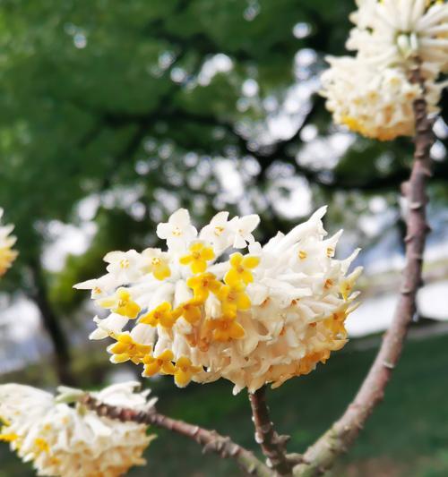 结香花能在家里养吗（了解结香花的养殖方法）