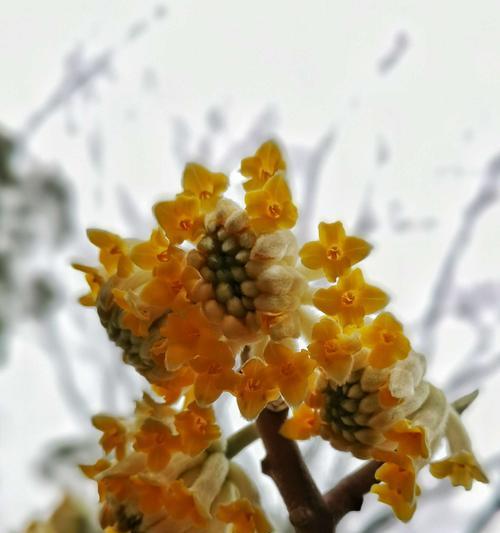 结香花能在家里养吗（了解结香花的养殖方法）