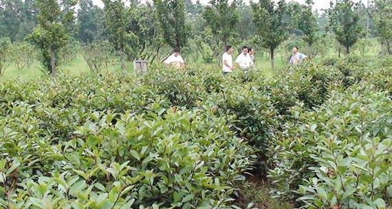 油茶树适合什么环境种植（油茶栽培技术要点）