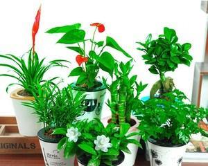 室内好养的植物有哪些（室内好养的盆景介绍）