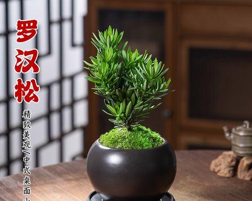 室内好养的植物有哪些（室内好养的盆景介绍）