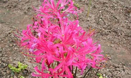石蒜怎么种植（石蒜种植方法和时间）