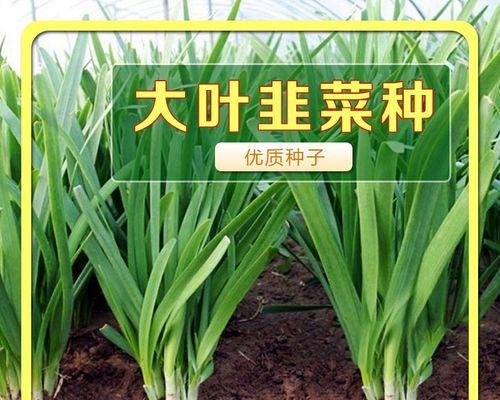 韭菜什么时候种最合适（韭菜播种方法和步骤）