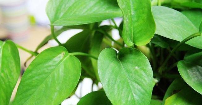 绿萝的正确养殖方法（让你的绿萝健康茁壮）