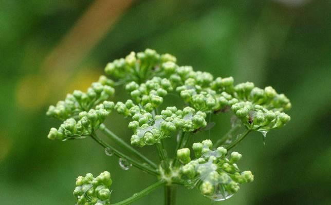 种香菜有什么技巧（香菜种植方法和步骤）