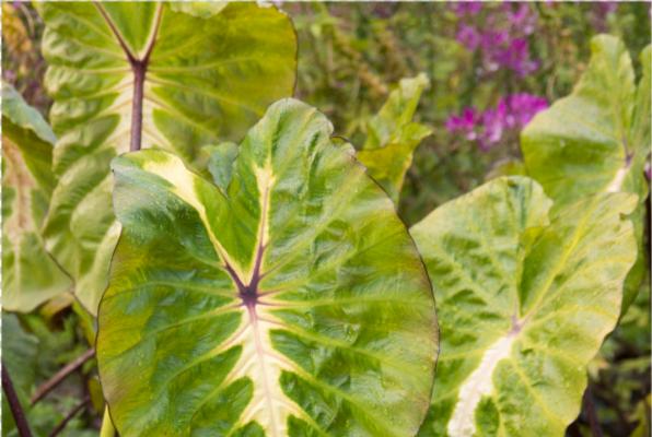 芋头怎么种植才能高产（芋头高产栽培技术要点）