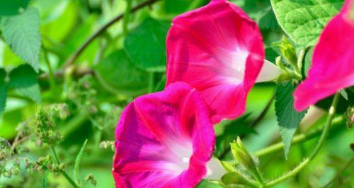 牵牛花百科知识大全（关于牵牛花的简介）