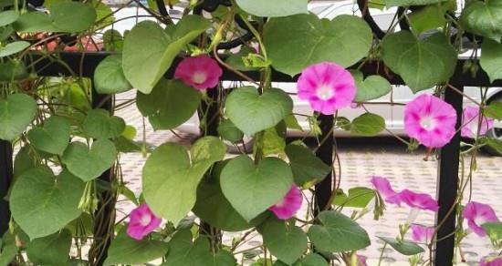 牵牛花百科知识大全（关于牵牛花的简介）