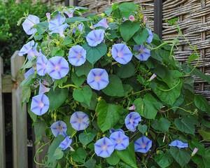 牵牛花百科知识大全（关于牵牛花的简介）