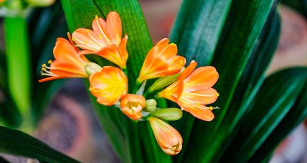 君子兰怎么才能开花（君子兰催花技巧分享）