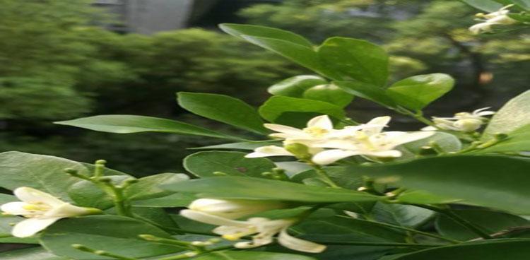 九里香开花香吗（九里香开花的寓意和象征）