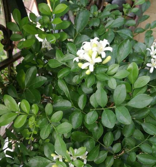 九里香开花香吗(九里香开花的寓意和象征)