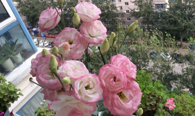 洋桔梗怎么种植（详解洋桔梗种植技术）