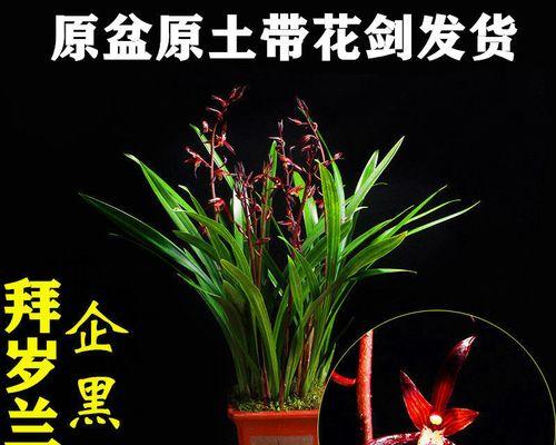 怎样养兰草花盆栽（栽培兰草的窍门）