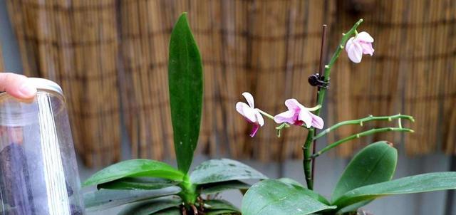 蝴蝶兰花在什么季节开花（有关蝴蝶兰花期简介）