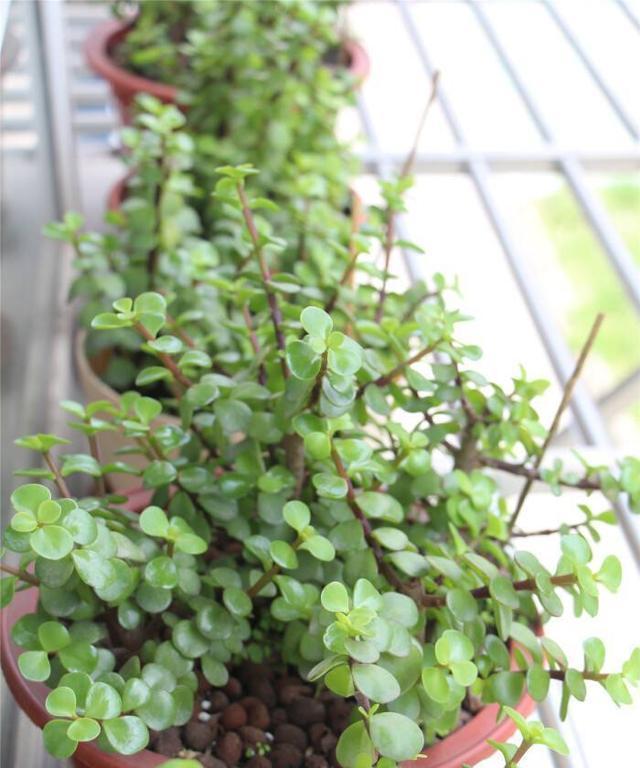 金枝玉叶植物怎么养红（金枝玉叶养护技巧）