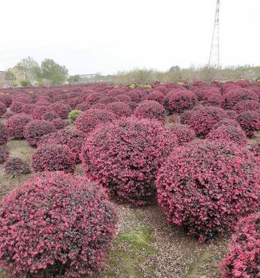 红花继木怎么种植（红花继木种植方法和时间）