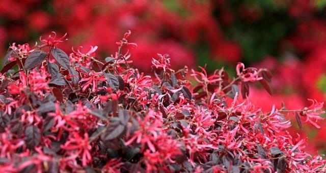 红花继木怎么种植（红花继木种植方法和时间）