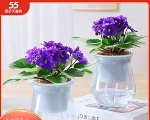 紫罗兰花卉盆栽怎么养（紫罗兰的养护与注意事项）