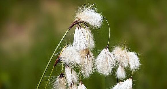 植物怎么样传播种子（10种植物的传播方式介绍）