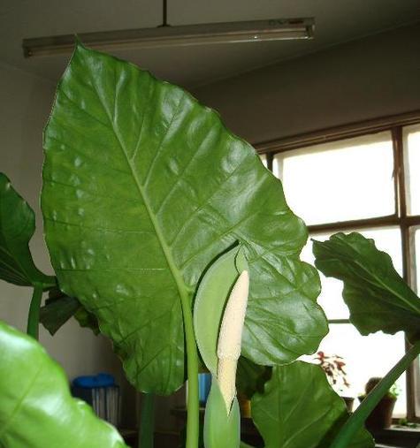 滴水观音怎样种植好（滴水观音养护小窍门）