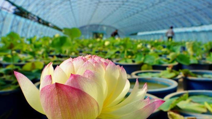 莲花怎么种植方法（种植莲花的正确方法）