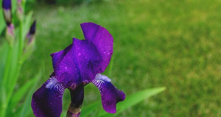 蝴蝶花什么时候开花（观赏蝴蝶花花期简介）