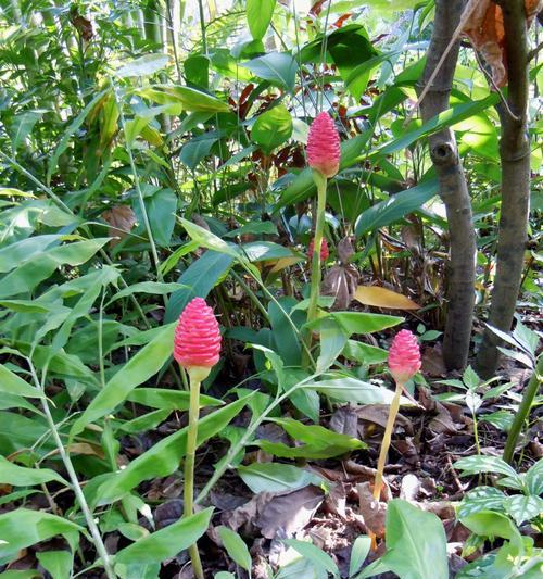 生姜怎么种植才能高产（生姜种植技术要点）