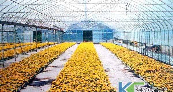 种大棚需要什么技术（大棚黄瓜种植技术和管理）