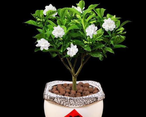 盆栽丁香花怎么养（丁香花盆栽的养殖方法讲解）