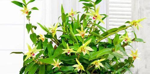 石斛盆栽种植方法（从选择品种到养护技巧）