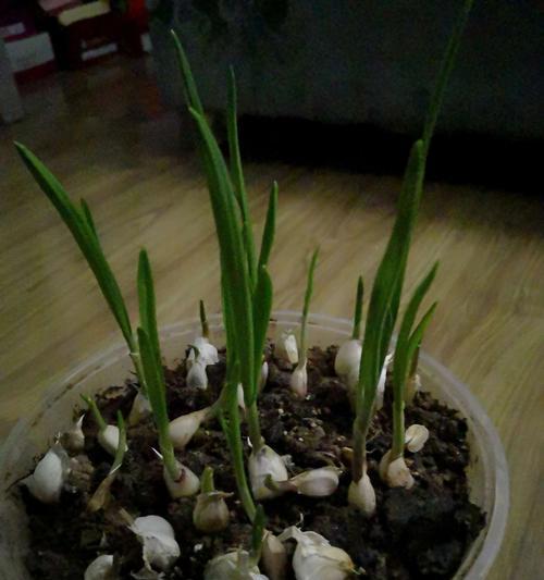蒜苗几月份种最合适（蒜苗的种植方法及管理）